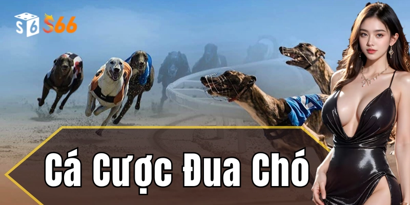 Cá cược đua chó - Đa dạng phương thức cá cược