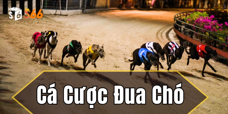 Mẹo giúp bạn cá cược đua chó ăn chắc