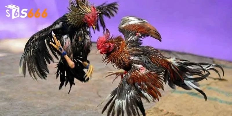 Các bước tham gia chơi đá gà cựa tròn tại nhà cái