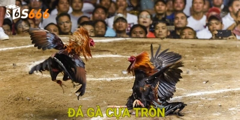 Giới thiệu trò chơi đá gà cựa tròn hấp dẫn tại nhà cái