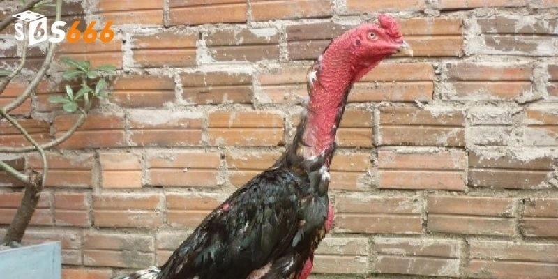 Giới thiệu về giống gà nòi - chiến kê độc đáo