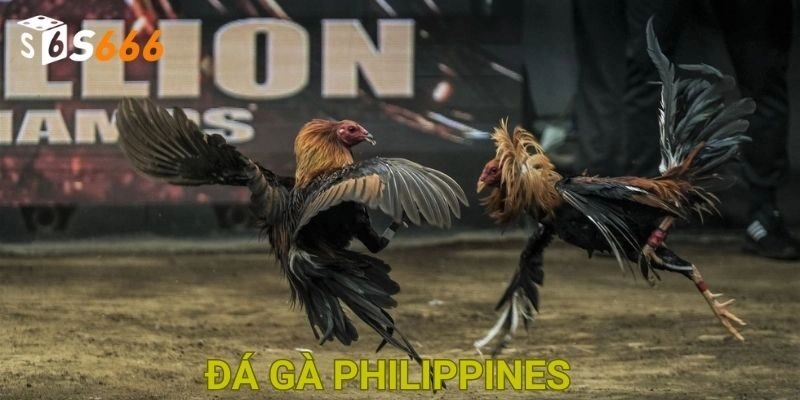 Sơ lược về trò cá cược đá gà philippines siêu hot tại nhà cái